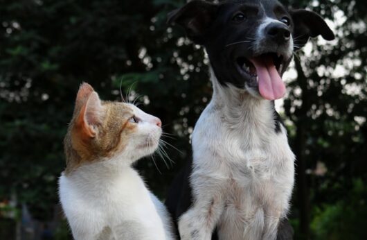 Changes in How Pets are Treated in Family Law Proceedings